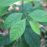 Margaritaria cyanosperma (Gaertn.) Airy Shaw